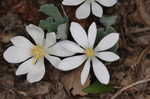 Bloodroot